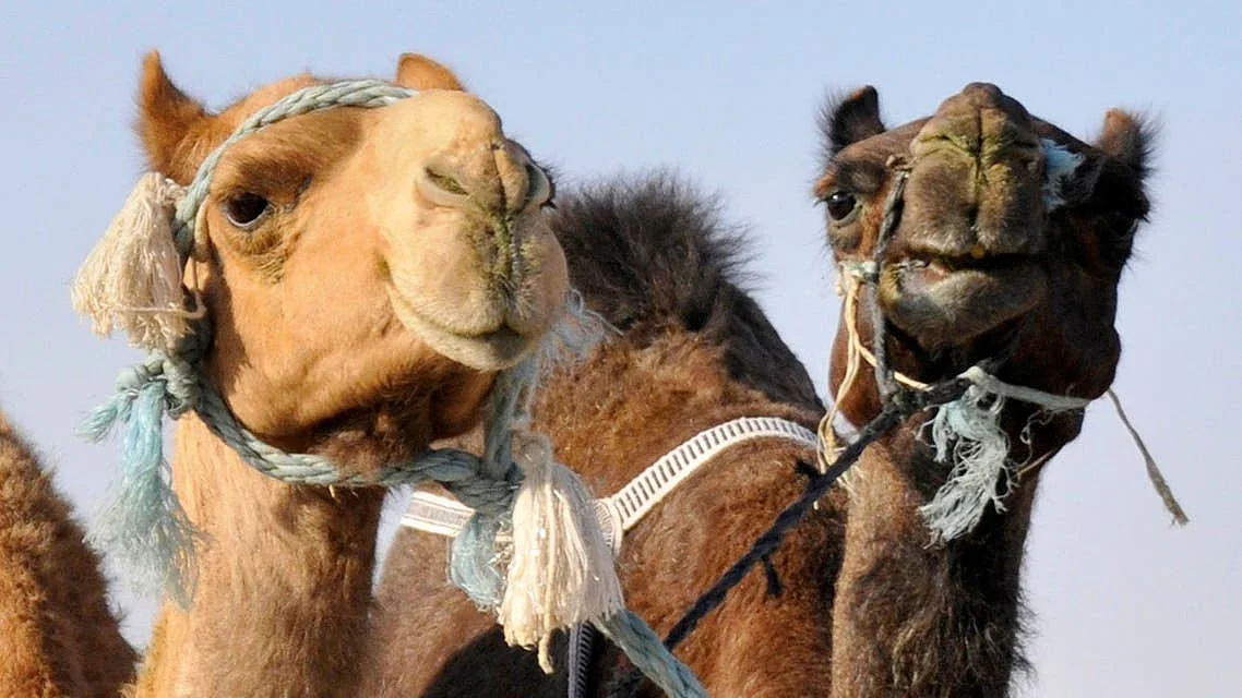 العربیہ ڈاٹ نیٹ