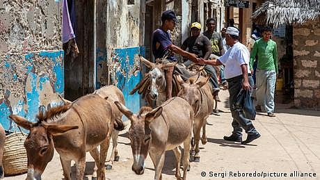 واہ: گدھوں کو تلاش کرنے کے لئے پولیس نے ایس آئی ٹی تشکیل دی