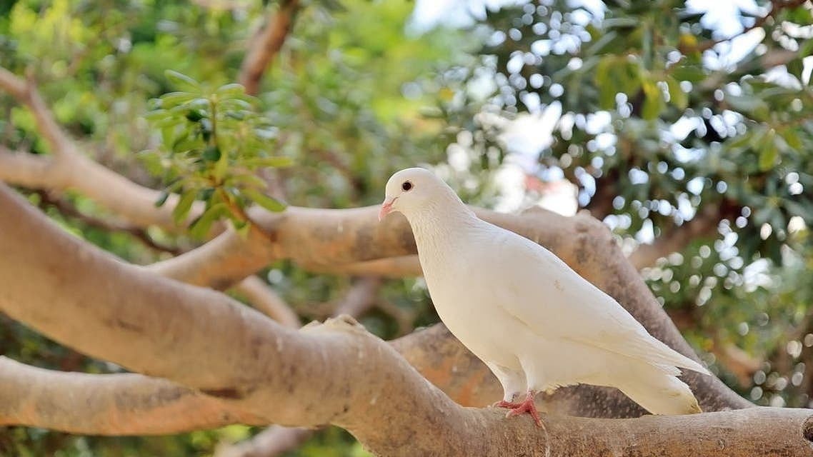 تصویر العربیہ ڈاٹ نیٹ