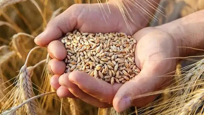 گیہوں، فائل تصویر آئی اے این ایس