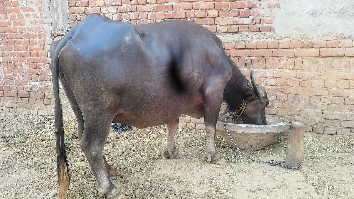 تصویر بذریعہ آس محمد کیف