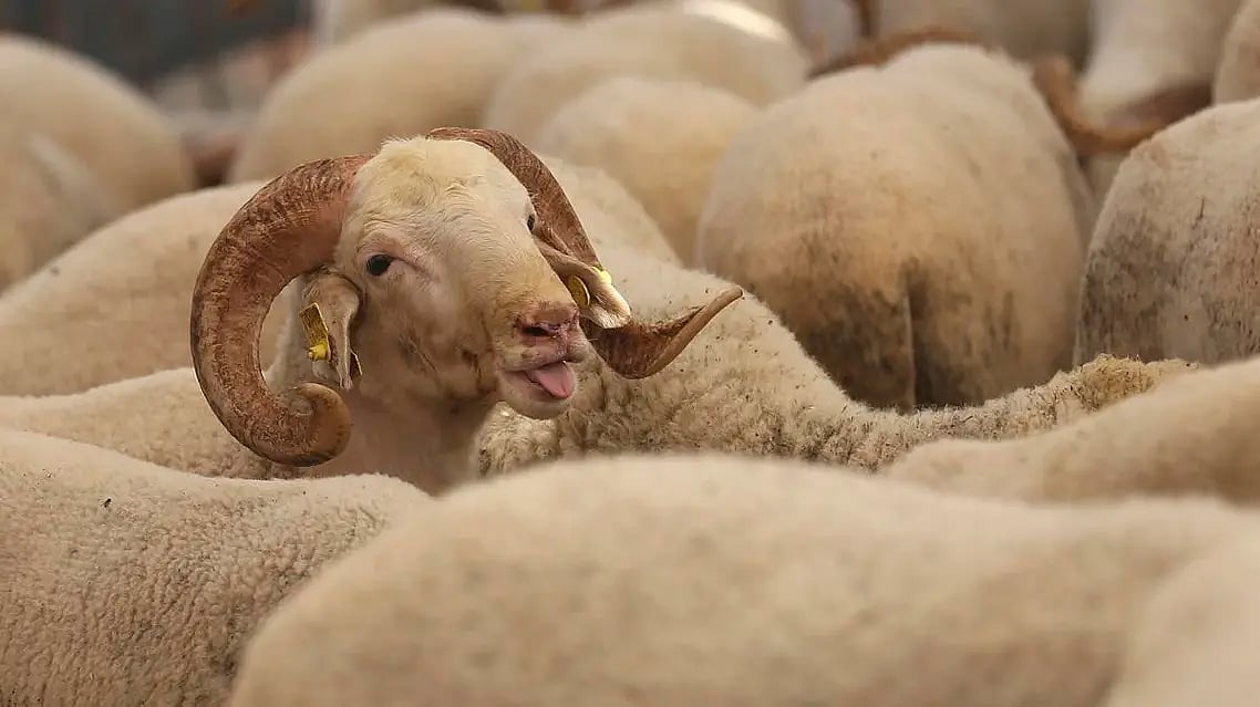 اب قربانی اور گوشت کی تقسیم بھی ’اسمارٹ ایپ‘ کے ذریعے ممکن!