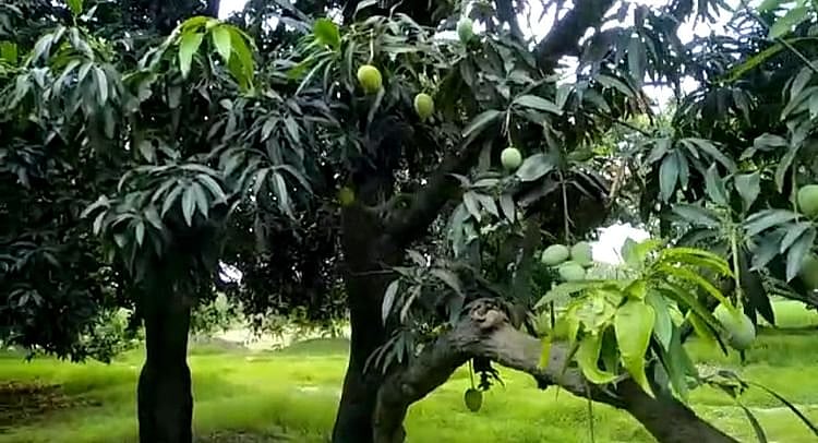 رٹول: ایک آم جو ہندوستان اور پاکستان کے درمیان رسہ کشی کا سبب بن گیا
