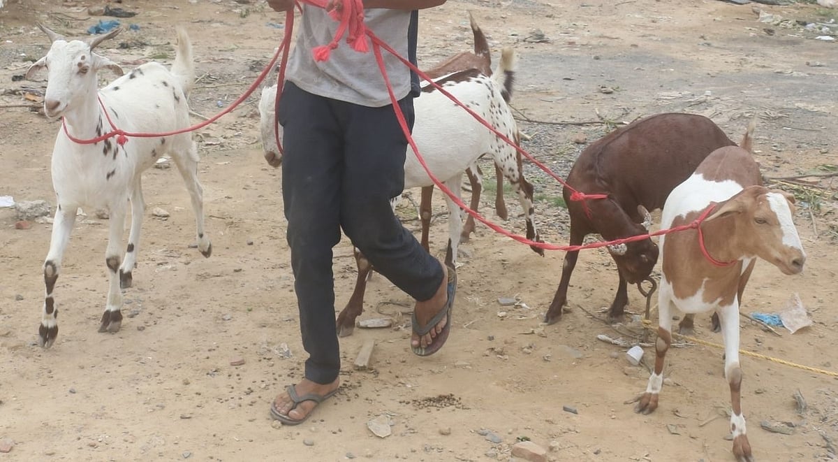 مراکش کے بادشاہ نے رعایا سے کی رواں سال عیدالاضحیٰ پر جانوروں کی قربانی نہ دینے کی گزارش، وجہ بھی بتائی