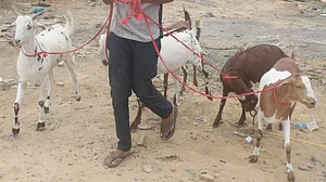 مراکش کے بادشاہ نے رعایا سے کی رواں سال عیدالاضحیٰ پر جانوروں کی قربانی نہ دینے کی گزارش، وجہ بھی بتائی