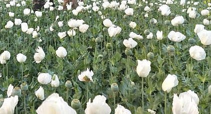 ریپ روکنا ہے تو گانجہ اور بھنگ کو فروغ دو، بھارتی قانون ساز کا مشورہ