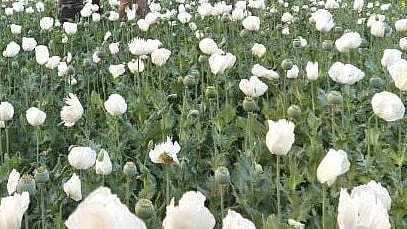 فائل تصویر آئی اے این ایس
