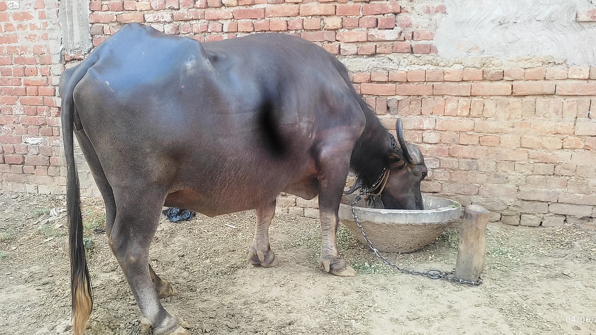تصویر آس محمد کیف
