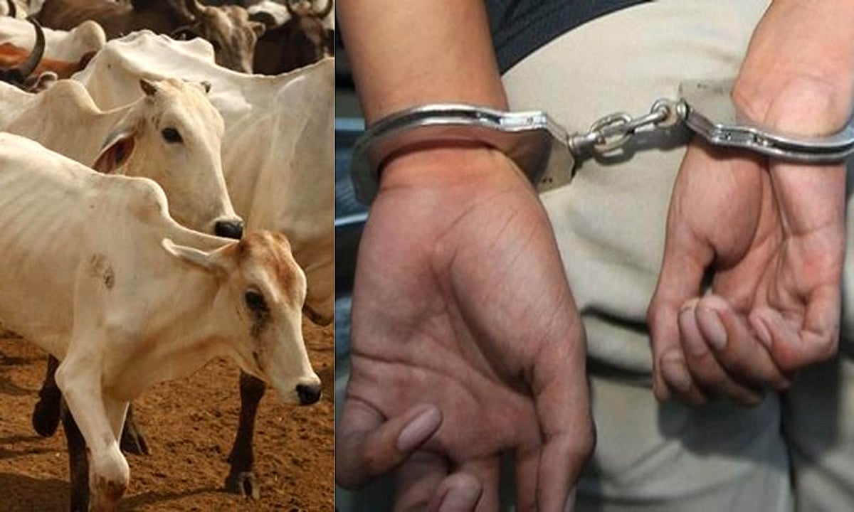کرناٹک: گائیوں کے ساتھ غیر فطری جنسی تعلقات قائم کرنے کے الزام میں ایک شخص گرفتار