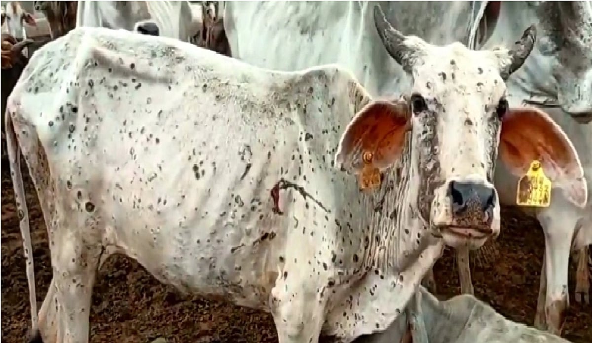 مہاراشٹر کے ضلع لاتور میں لمپی وائرس سے مویشی مالکان پریشان، 3 ماہ میں 145 مویشیوں کی موت