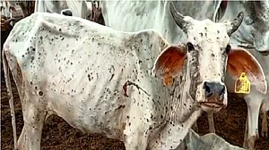 مہاراشٹر کے ضلع لاتور میں لمپی وائرس سے مویشی مالکان پریشان، 3 ماہ میں 145 مویشیوں کی موت