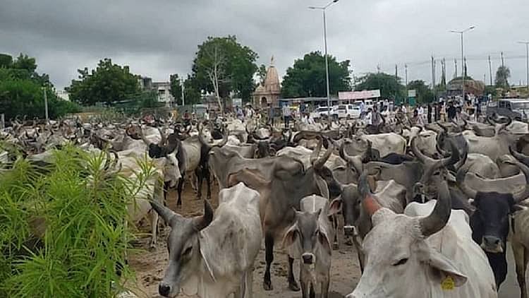 گائیں