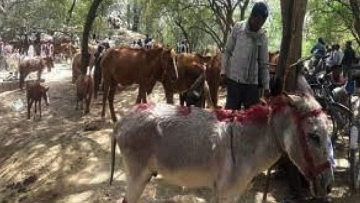 گدھوں کا بازار، تصویر آئی اے این ایس