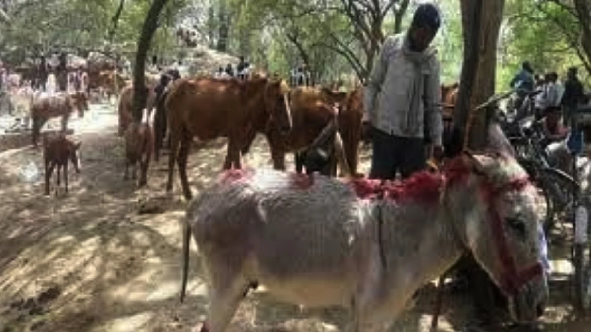 گدھوں کا بازار، تصویر آئی اے این ایس