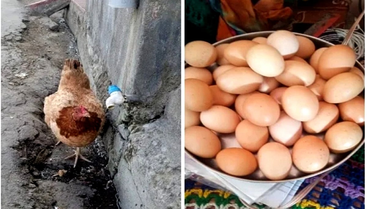 مونگ پھلی اور لہسن کھانے کی شوقین مرغی نے قائم کیا ریکارڈ، ایک دن میں دے ڈالے 31 انڈے