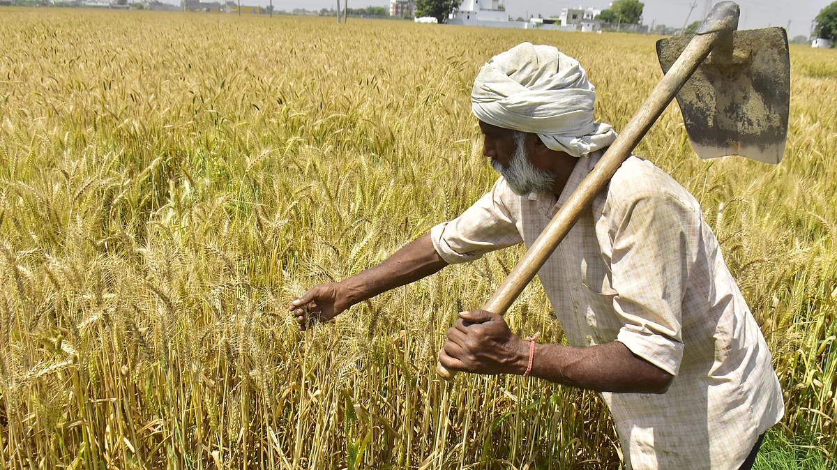 <div class="paragraphs"><p>گندم کی فصل کی فائل تصویر / Getty Images</p></div>