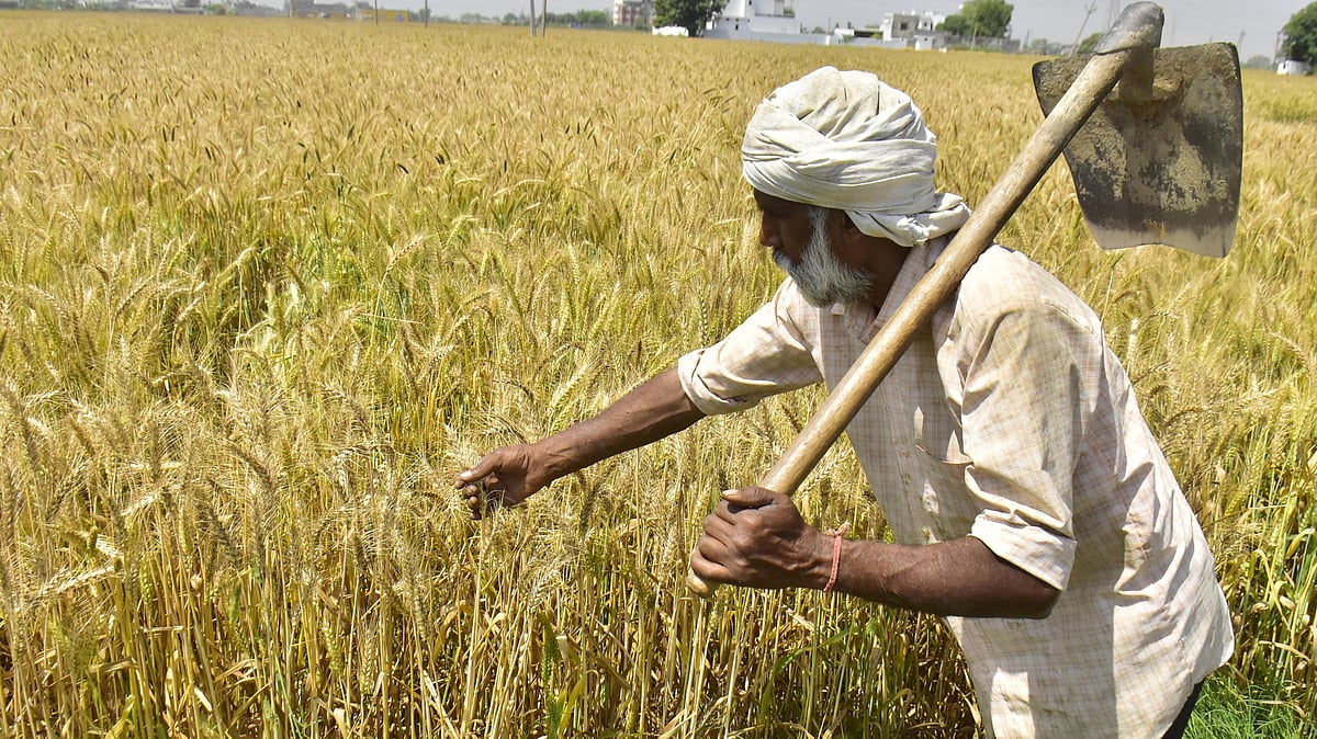 <div class="paragraphs"><p>گندم کی فصل کی فائل تصویر / Getty Images</p></div>