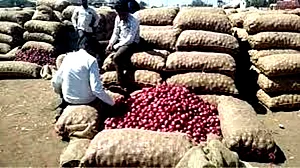 پیاز کی بے تحاشہ گری قیمتوں کے بعد بیدار ہوئی مودی حکومت، نیفیڈ-این سی سی ایف کو خصوصی ہدایات جاری