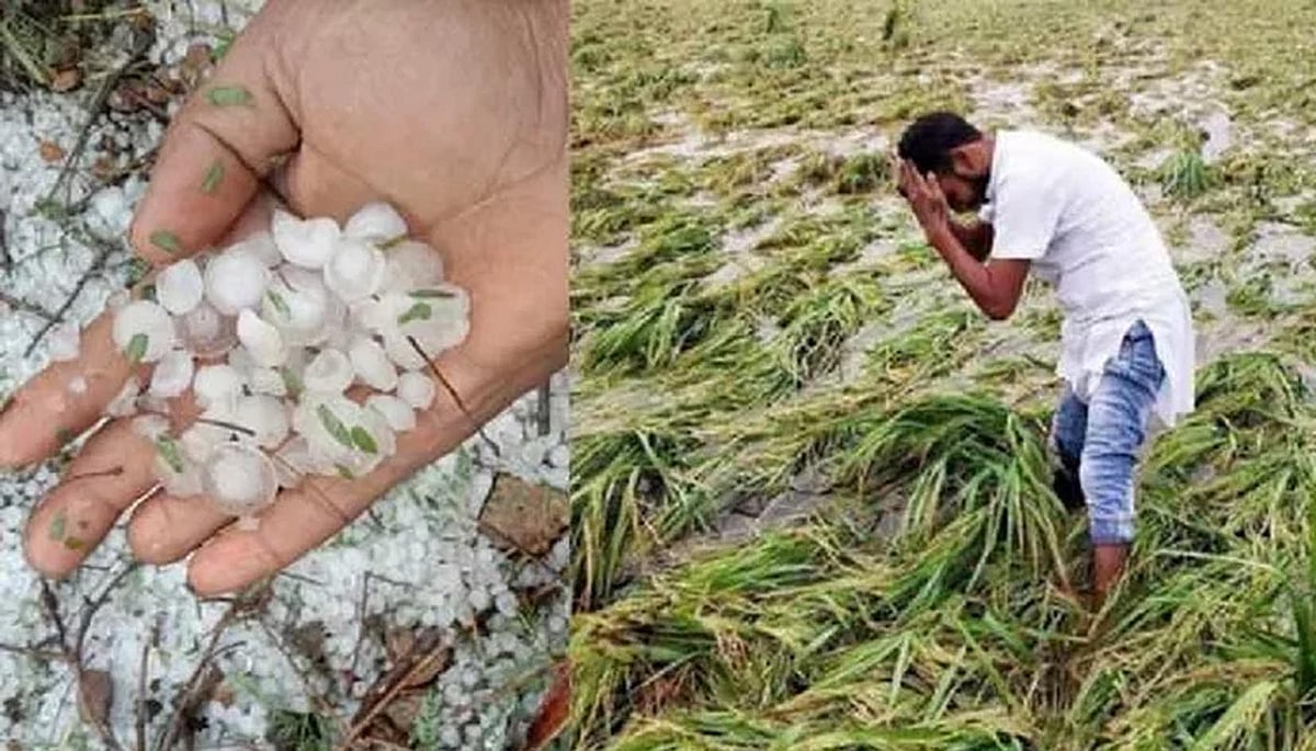 مدھیہ پردیش میں ژالہ باری کے ساتھ زوردار بارش، کسانوں کی فصلیں برباد، کانگریس کا حمایتی قیمت میں اضافہ کا مطالبہ