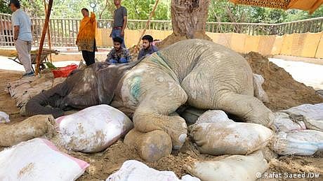 پاکستان: کراچی واقع چڑیا گھر کی علیل ہتھنی ’نور جہاں‘ کا انتقال، کچھ ماہ قبل ہی ہوا تھا آپریشن