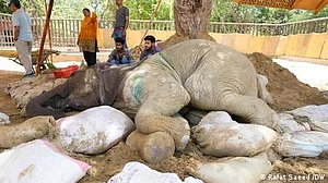 پاکستان: کراچی واقع چڑیا گھر کی علیل ہتھنی ’نور جہاں‘ کا انتقال، کچھ ماہ قبل ہی ہوا تھا آپریشن