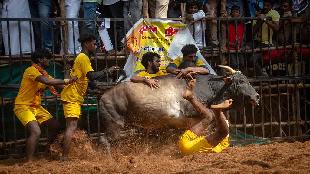 <div class="paragraphs"><p>جلی کٹو / Getty Images</p></div>