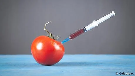 جی ایم فوڈ، کیا خوراک کی مستحکم پیداوار کا واحد راستہ؟