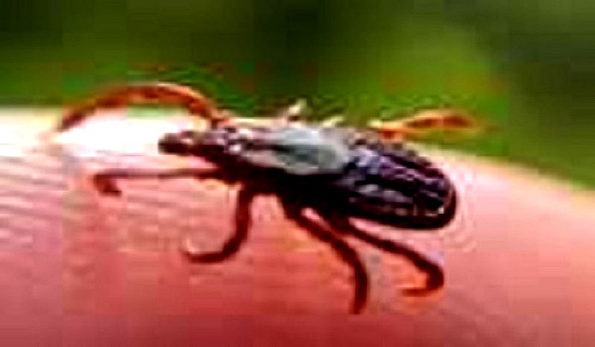 <div class="paragraphs"><p>تصویر یو این آئی</p></div>