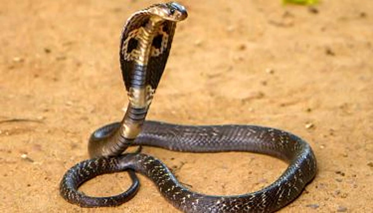 مذہبی تقریب میں دیوتا شیو بنے شخص کو سانپ نے ڈس لیا، منتظمین لاش اسپتال میں رکھ کر فرار!
