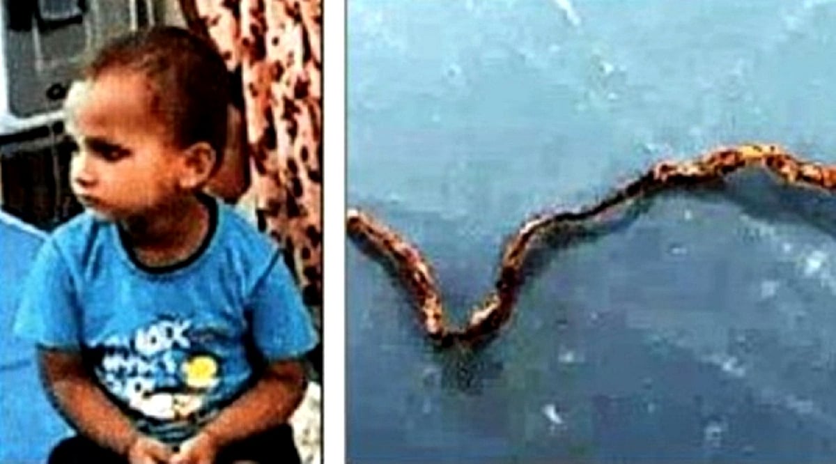اتر پردیش: تین سالہ بچے نے زندہ سانپ کو چبا کر مار ڈالا