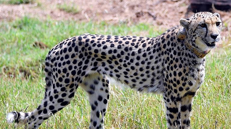 مدھیہ پردیش: کونو نیشنل پارک میں چیتوں کی موت کا سلسلہ جاری، مزید ایک چیتے کی لاش برآمد، اب تک 9 کی موت