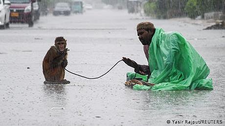 بندر نے تگنی کا ناچ نچوا دیا