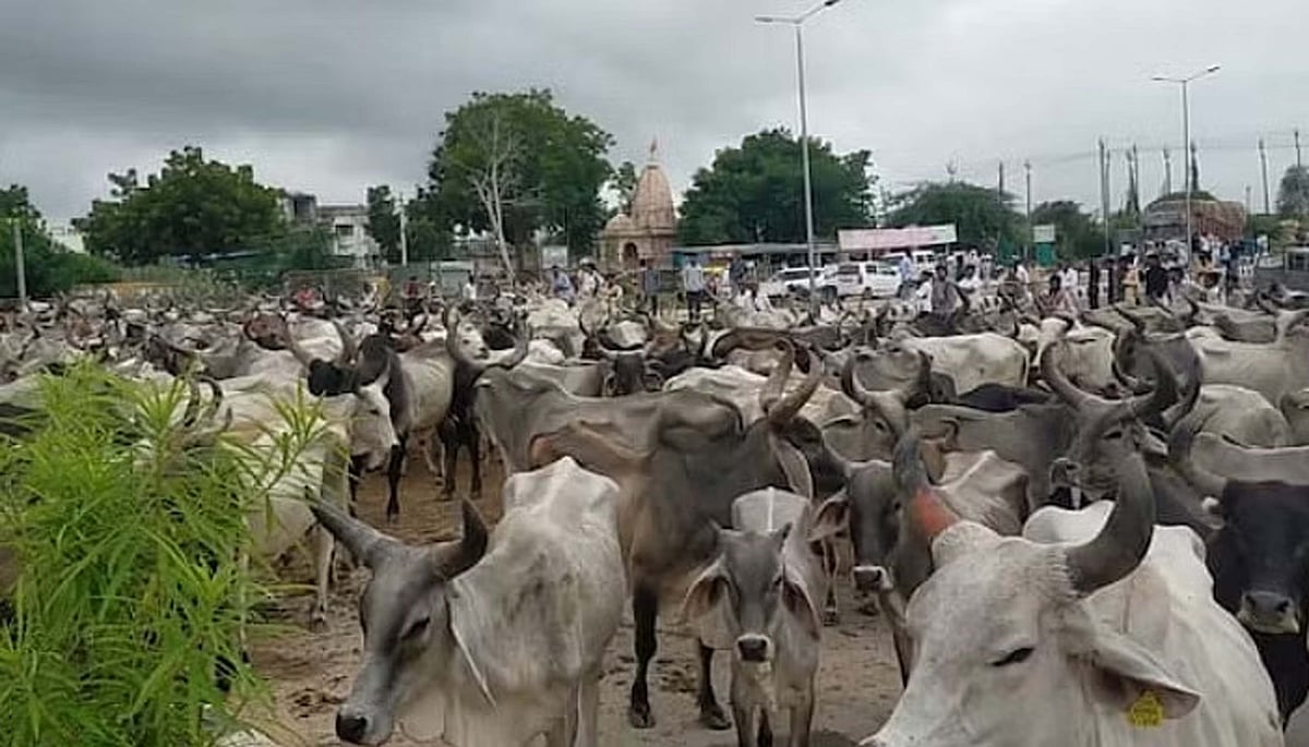 کرناٹک: بی جے پی کارکن غیر قانونی طور پر گائے بیچنے کے لیے لے جانے کے الزام میں گرفتار