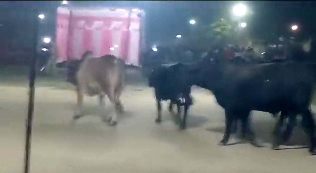 راون دہن کے دوران سانڈوں کا ہنگامہ! سخت محنت کے بعد پولیس نے نکالا، اکھلیش یادو نے کیا ٹوئٹ
