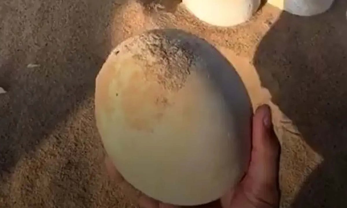 سعودی عرب کے ربع الخالی میں شترمرغ کے انڈے ملنے سے لوگ حیران