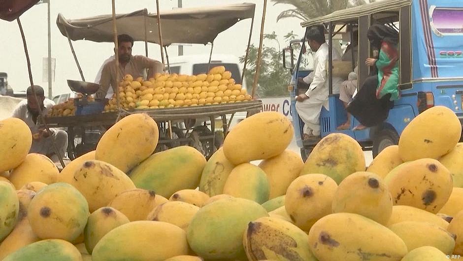 پاکستانی آم اب ہندوستانی درختوں پر اگیں گے