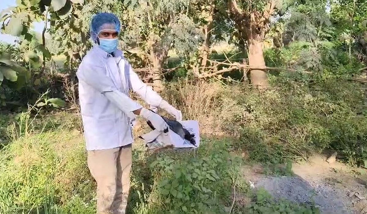 بہار میں 20 کوّوں کی پراسرار موت، برڈ فلو کا شبہ مسترد