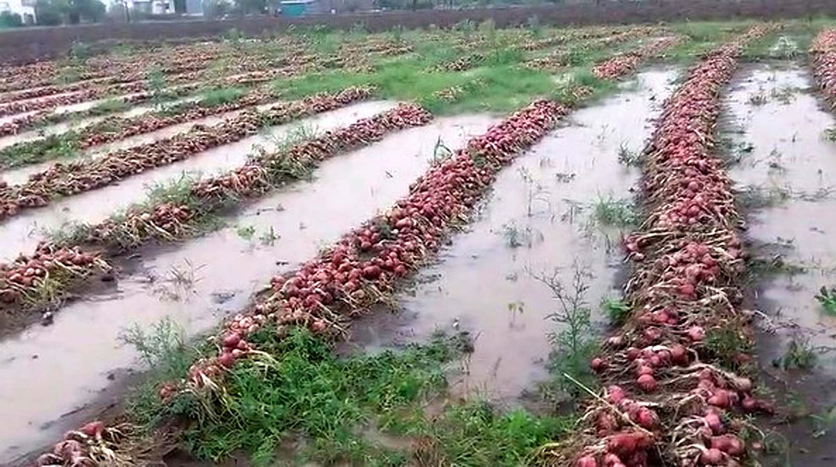 مہاراشٹر: بیڈ میں بے وقت بارش سے کسانوں کی فصلیں تباہ، حکومت سے امداد کی گہار