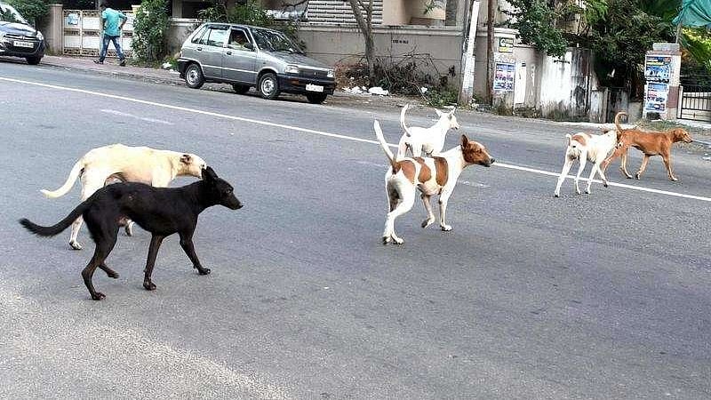 کرناٹک میں کتوں کی دہشت، 6 مہینے میں 2.3 لاکھ لوگوں کو کاٹا، ریبیز سے 19 اموات