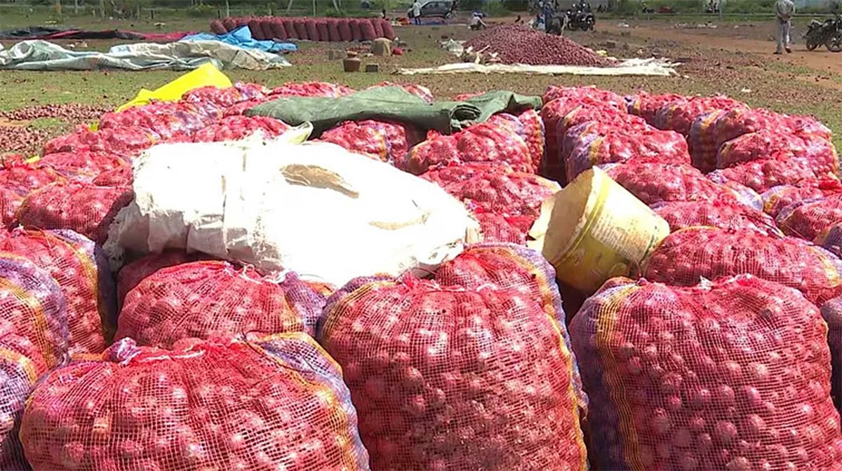 آندھرا: بارش کے سبب پیاز سمیت فصلیں تباہ، کسانوں کی بدحالی میں شدت؛ کانگریس کا 30 ہزار روپے فی ایکڑ معاوضے کا مطالبہ