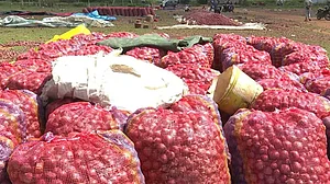 آندھرا: بارش کے سبب پیاز سمیت فصلیں تباہ، کسانوں کی بدحالی میں شدت؛ کانگریس کا 30 ہزار روپے فی ایکڑ معاوضے کا مطالبہ