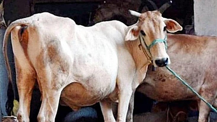 نیسلے کمپنی نے مویشیوں کے کسانوں کو دھوکہ دیا: لکھویندر اولکھ