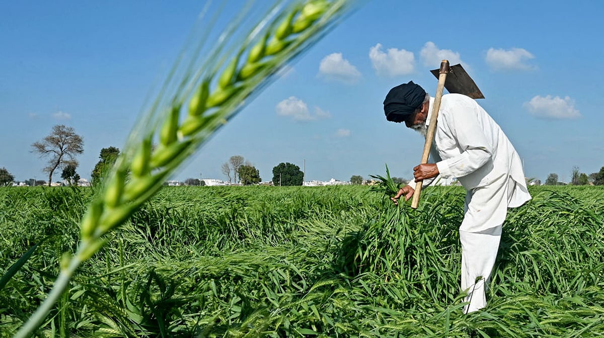 پنجاب کے کسانوں کی روداد: گیلا دھان، امیدیں معدوم، منڈیوں میں نہ جگہ نہ قیمت!