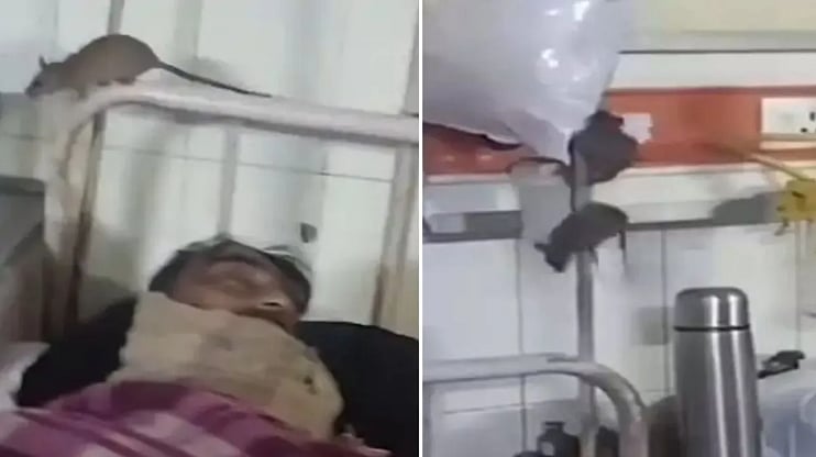 ’انسانوں کے وارڈ میں چوہوں کی موج! موٹے-پتلے، گول-مٹول، طرح طرح کے چوہے‘، گونڈا میڈیکل کالج کی حالت پر کانگریس کا طنز