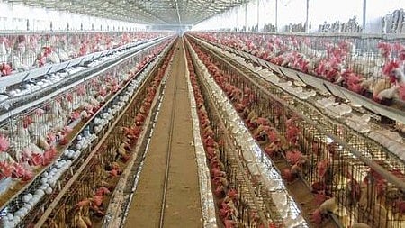 تمل ناڈو میں برڈ فلو کی دستک، نمکّل کے پولٹری فارم میں ہائی الرٹ