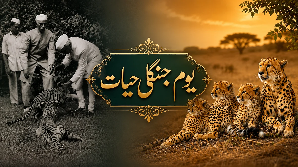 <div class="paragraphs"><p>سوشل میڈیا</p></div>