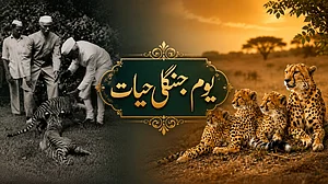 <div class="paragraphs"><p>سوشل میڈیا</p></div>