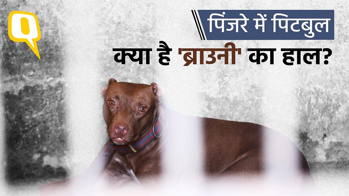 <div class="paragraphs"><p>Pitbull पिंजरे में किस हाल में</p></div>