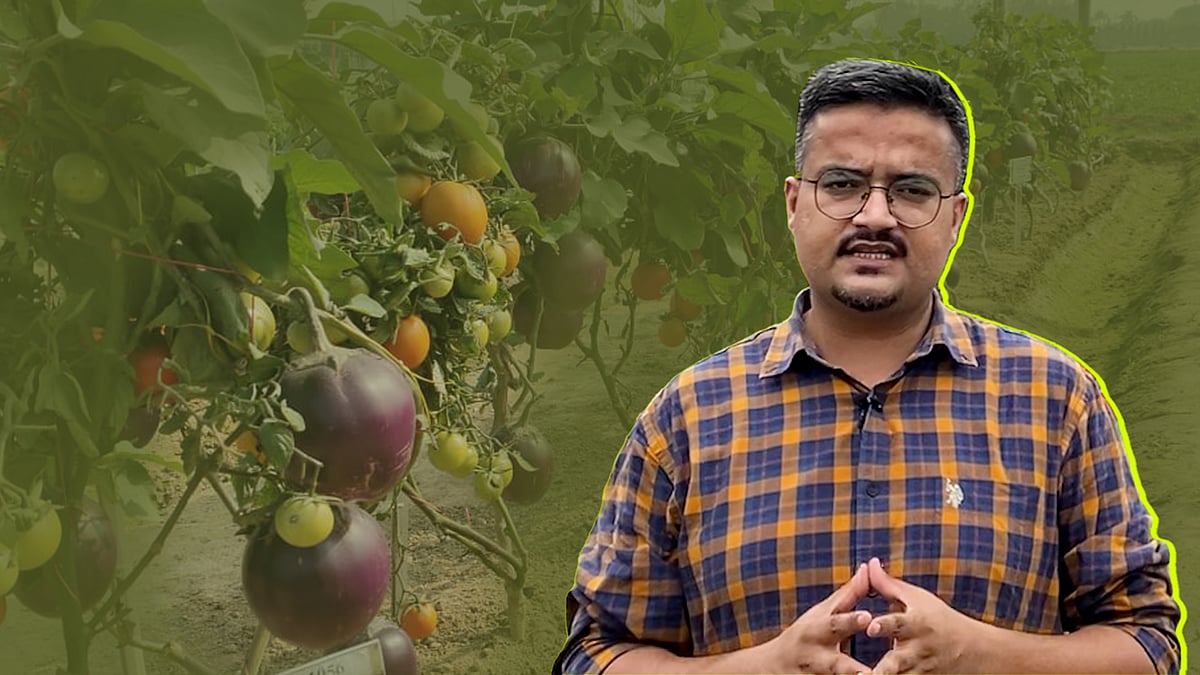 <div class="paragraphs"><p>मिक्स वेज पौधा</p></div>