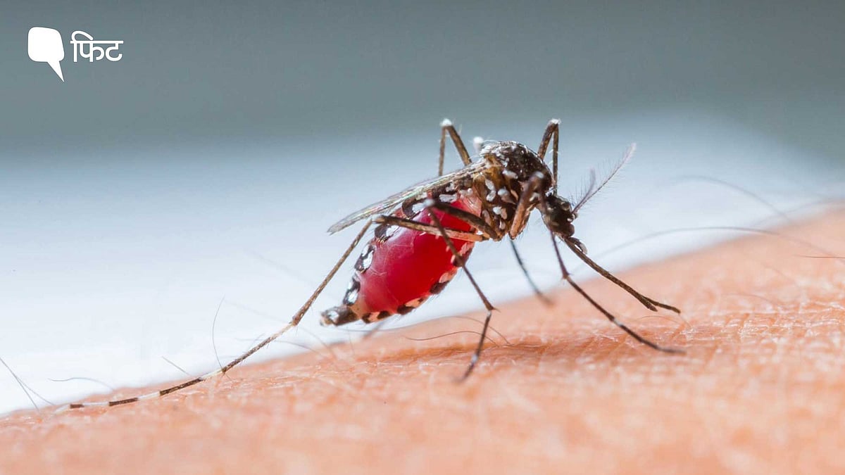 <div class="paragraphs"><p>Dengue cases In Delhi: देश के कई राज्यों में बढ़ रहे हैं Dengue के मामले</p></div>